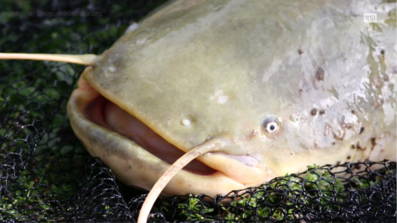 Primissimo piano della testa di un pesce siluro; appare piatto e con occhi piccoli