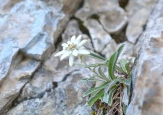 La stella alpina cresce spesso tra le rocce