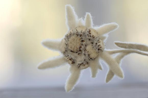 Close-up of Edelweiss flower