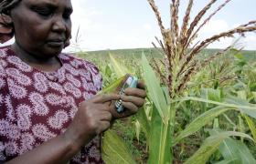 Una contadina mentre è in un campo di granoturco in Kenya scrive qualcosa tramite il cellulare.
