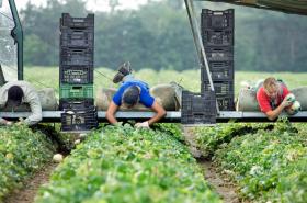 Tre lavoratori agricoli raccolgono meloni e le mettono in cassette.