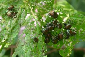 Immagine d una dozzina di esemplari adulti di popillia japonica mentre attaccano una pianta, mangiandone completamente le foglie