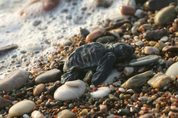 piccolo di tartaruga su una spiaggia