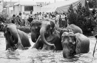 Elefanti fanno il bagno nel fiume Aar