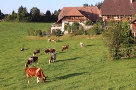mandria di mucche davanti a un gruppo di fattorie nell emmental