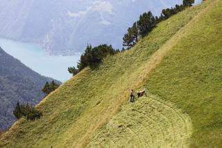 Bauer mäht an steilem Wiesenhang in den Alpen, im Hintergrund ein See