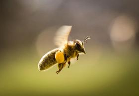 Primo piano di un ape in volo