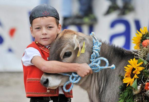A boy with a cow