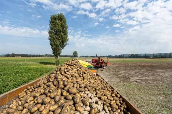 Ein Anhänger gefüllt mit Kartoffeln auf einem Feld.
