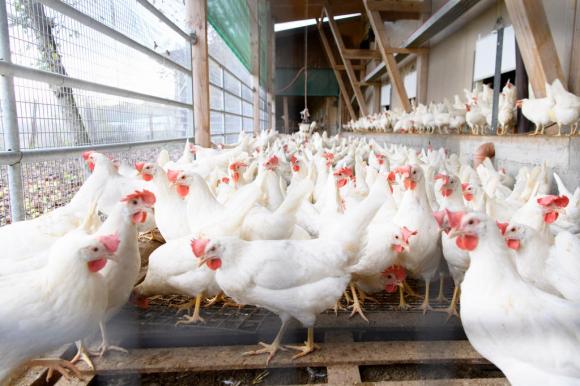 Grave epidemia virale tra le galline in un allevamento ticinese