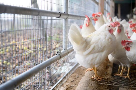 Abbattute in un azienda agricola di Pazzallo seimila galline ovaiole affette dalla malattia di Newcastle