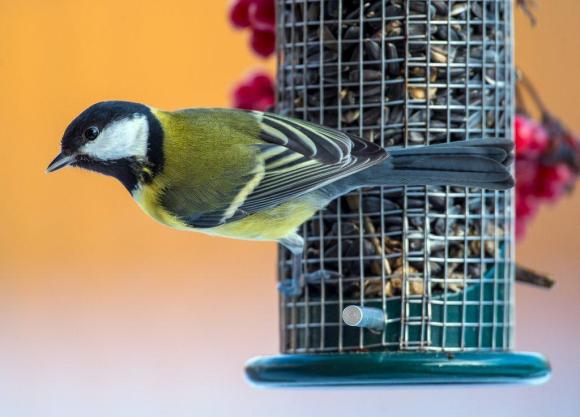 Uccello su mangiatoia per uccelli