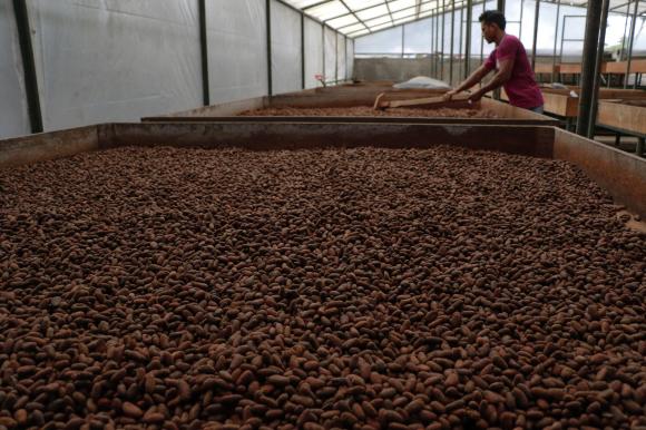 Une fois récolté, le cacao doit fermenter pendant plusieurs semaines