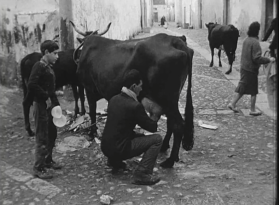 Un uomo munge una vacca per strada in Sicilia. Il latte sarà consegnato immediatamente al cliente.