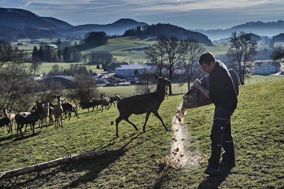Un contadino dà da mangiare del pane secco ai suoi cervi in una fattoria, paesaggio collinare
