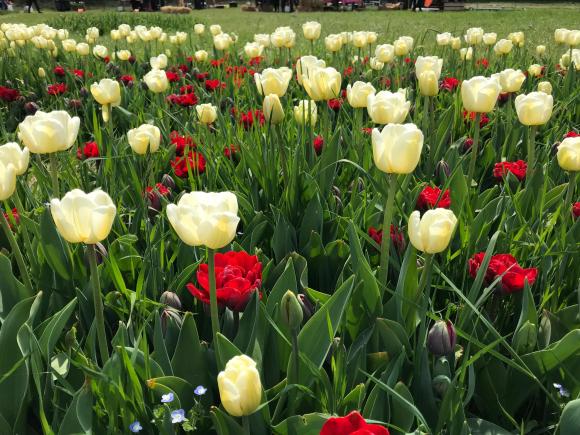 Il campo di tulipani bianchi e rossi a Cornaredo in periferia di Milano