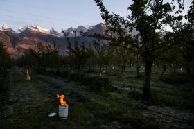 campo di albicocchi in Vallese con delle candele antigelo accese
