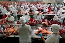 Un immenso locale dove centinaia di operai stanno lavorando la carne.