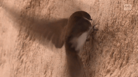 Immagine di un uccellino che si appresa a intrufolarsi in una galleria scavata in una parete di sabbia