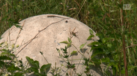 Dettaglio di una tubatura in cemento nel mezzo del erba, erbacce e sterpaglie di un terreno incolto