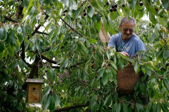 Un uomo raccoglie ciliegie su un albero