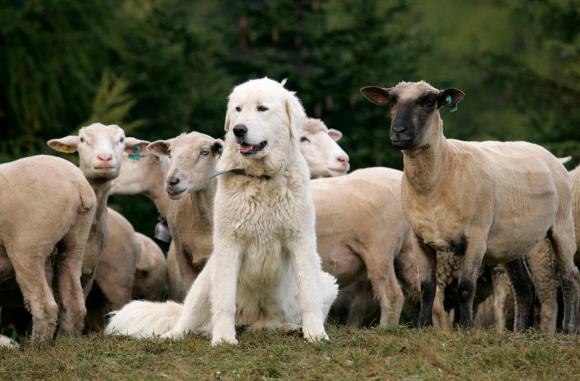 Schafe mit einem weissen Herdenschutzhund der Rasse Maremmano Abruzzese