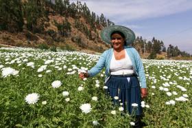 donna col cappello in mezzo a un campo di fiori bianchi