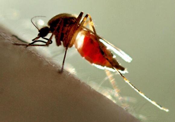 Nuove minacce dalle zanzare