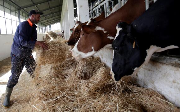Un uomo dà da mangiare al bestiame in una stalla