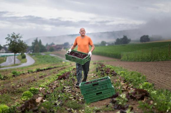 un agricoltore con una cassa di lattuga in un campo