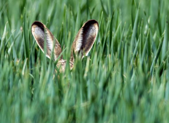orecchie di una lepre che spuntano in un campo