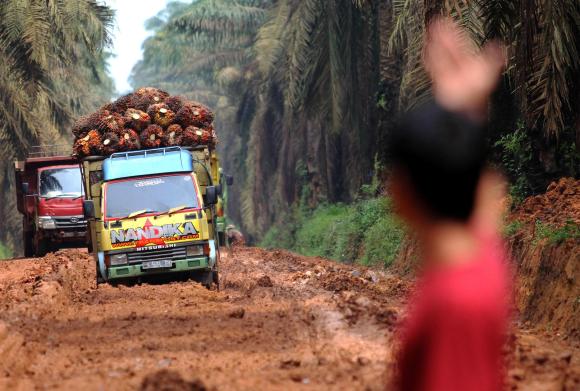 due camion che trasportano i frutti della palma da olio su una strada di fango
