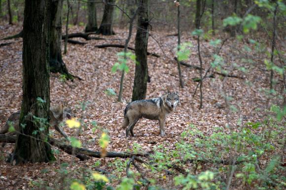 In una foto d archivio un bel esemplare di lupo in un bosco tedesco