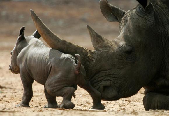 La testa di un rinoceronte adulto mentre accarezza un cucciolo...