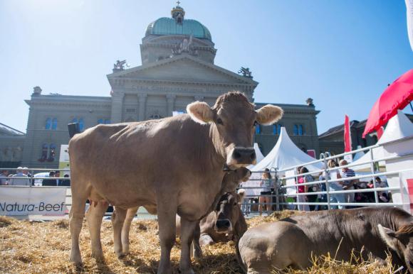 Mucche in Piazza federale durante la giornata promossa dai contadini bernesi