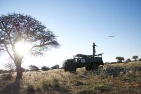 Nella savana, un uomo in piedi su un mezzo fuoristrada pilota un drone; albero sulla sx