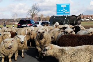 Le pecore su una strada presso Seuzach.