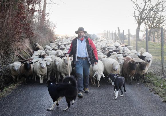 Shepherd Jose Carvalho with his animals.