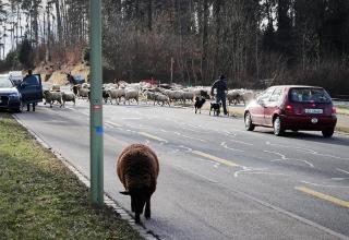 Jose Carvalho attraversa una strada con le sue pecore.