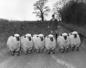 Un uomo e sei pecore
