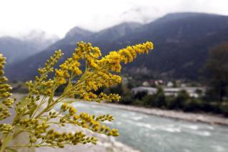 pianta con fiori gialli a bordo fiume