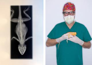 radiografia di una lucertola a sinistra e il veterinario con l animale in mano a destra