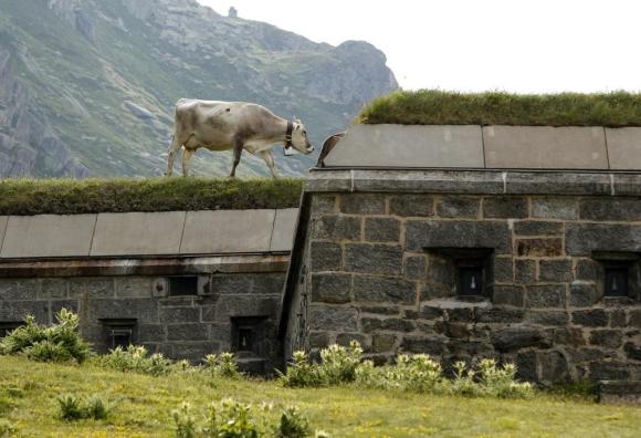 mucca pascola sopra il tetto di un bunker