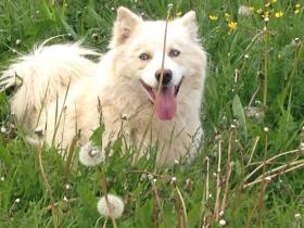 Hund mit weissem Fell in Blumenwiese