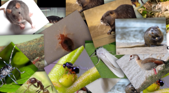Collage di immagini di animali quali topi, blatte, cimici del letto, talpe...