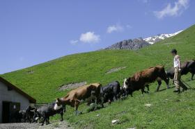 Alpigiano con mucche su un pascolo di montagna