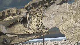Vista ravvicinatissima di un fossile.