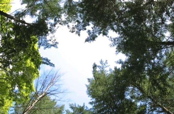 Il bosco fotografato dal basso: nel centro si vede il cielo azzurro e intorno gli alberi