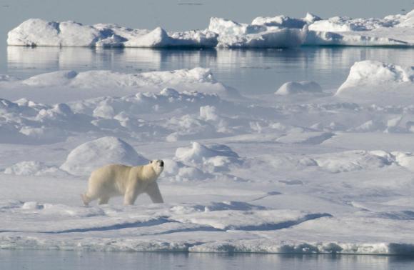 Un orso bianco alla caccia di foche in Canada sopra il circolo polare artico