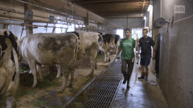 Interno di una stalla; decina di mucche sulla sx, due persone sulla dx si avvicinano con materiale